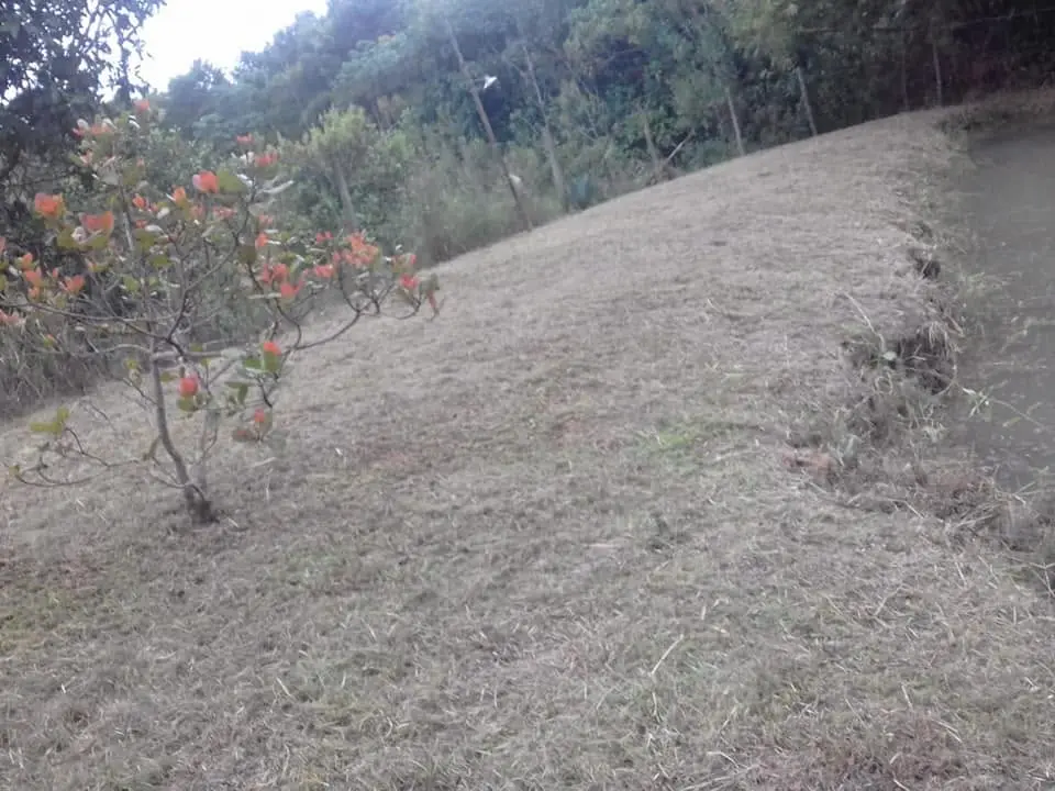Poda de grama - foto 2