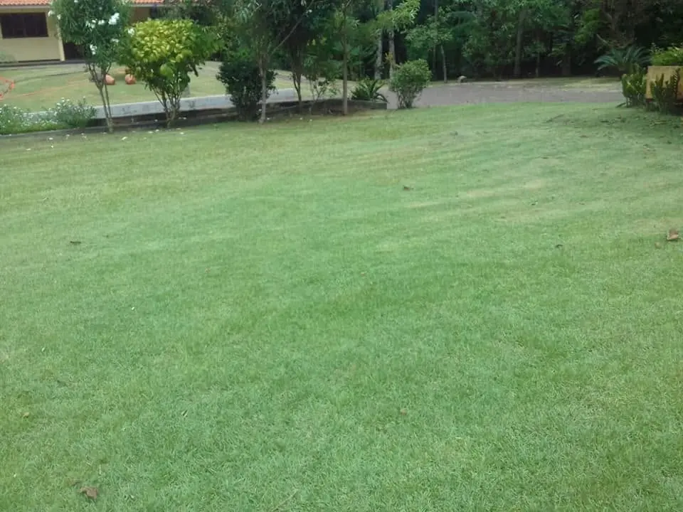 Poda de grama - foto 4