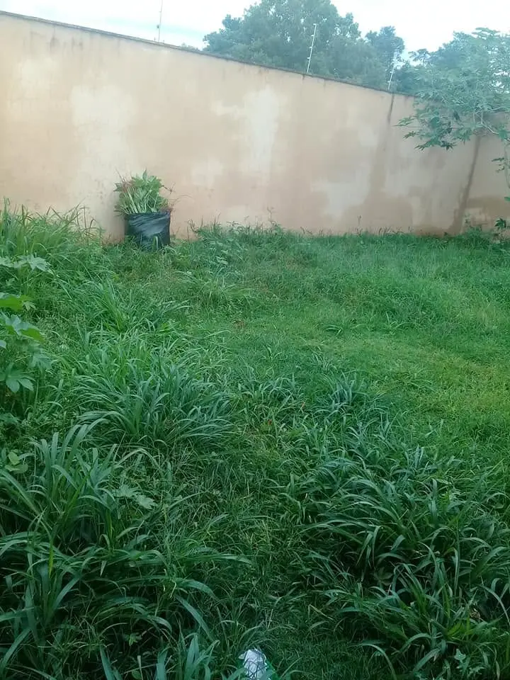 Poda de grama - foto 5