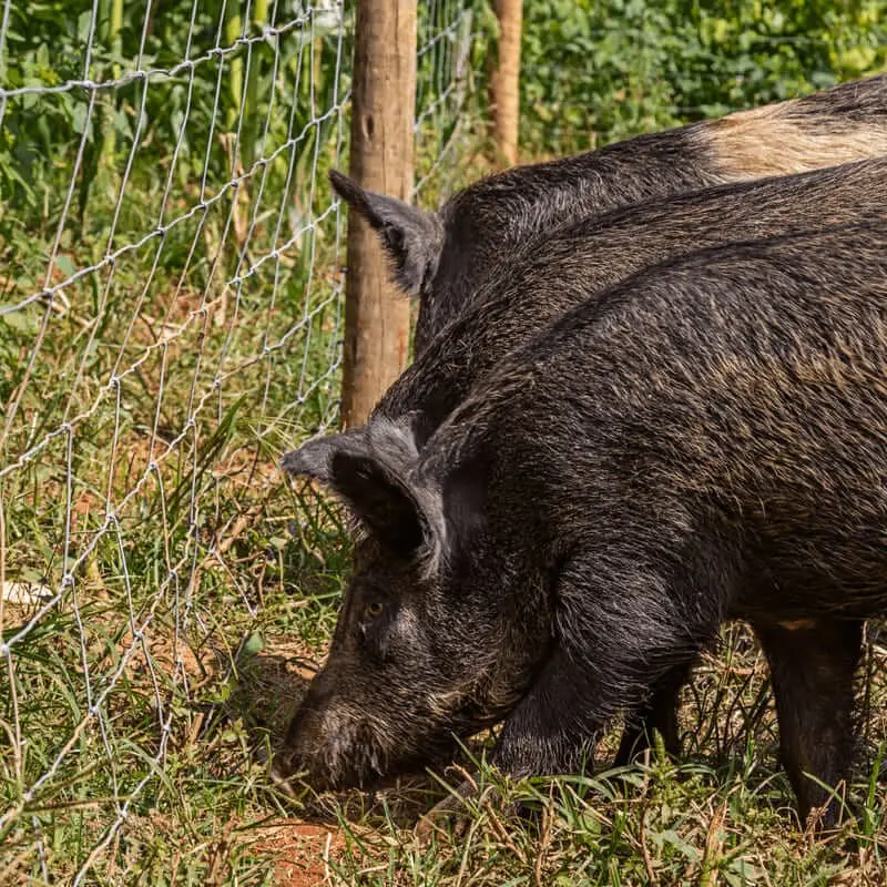 Instalação de tela JavaPorco - foto 2